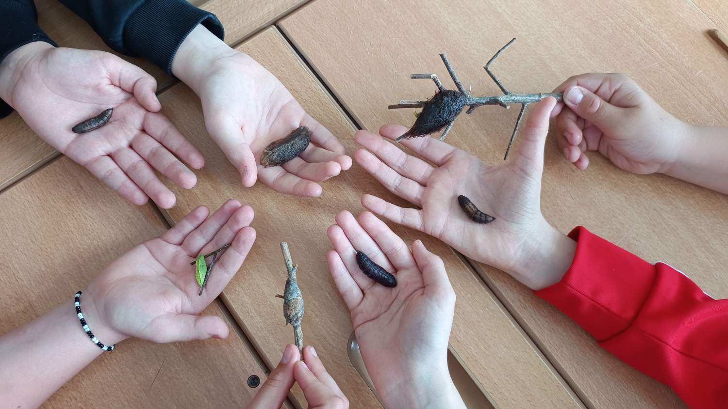 3 Schmetterlingspuppen k J