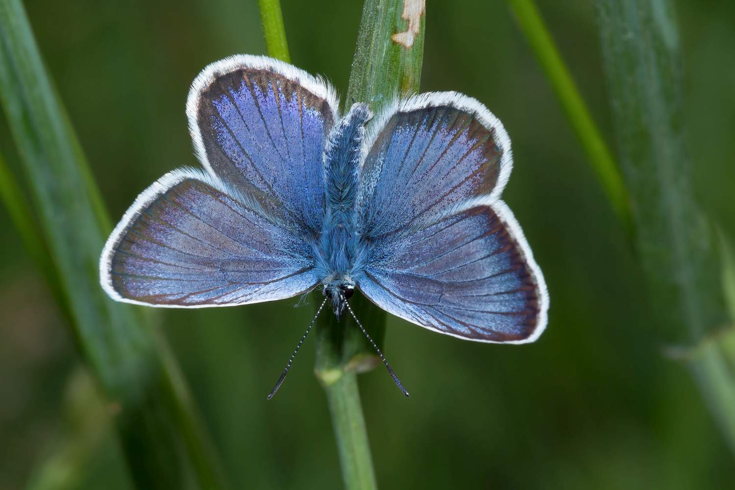6 Argusbläuling J.Pennerstorfer k J
